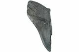 Partial, Fossil Megalodon Tooth - South Carolina #235930-1
